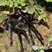 tarantula_la_h_0552_ecu1286.jpg